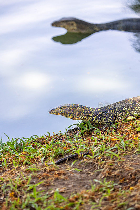 亚洲水监测器，Varanus salvator，在曼谷一个公园的湖边